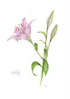 Pink Perfection Lilium A3 white